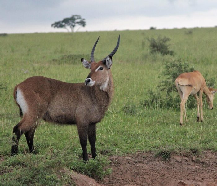 waterbuck- (1)