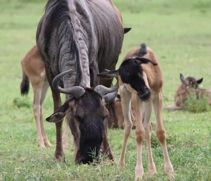 wildebeest calf and mother in ndutu