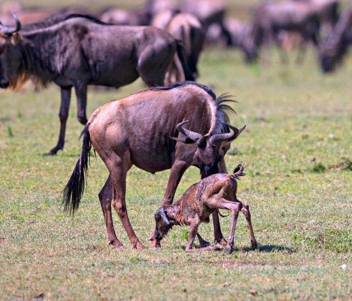 wildebeest calving