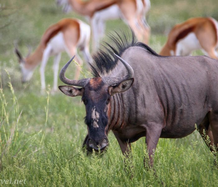 wildebeest1