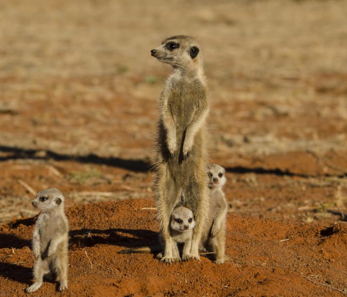 wildlife at Central Kalahari Game Reserve