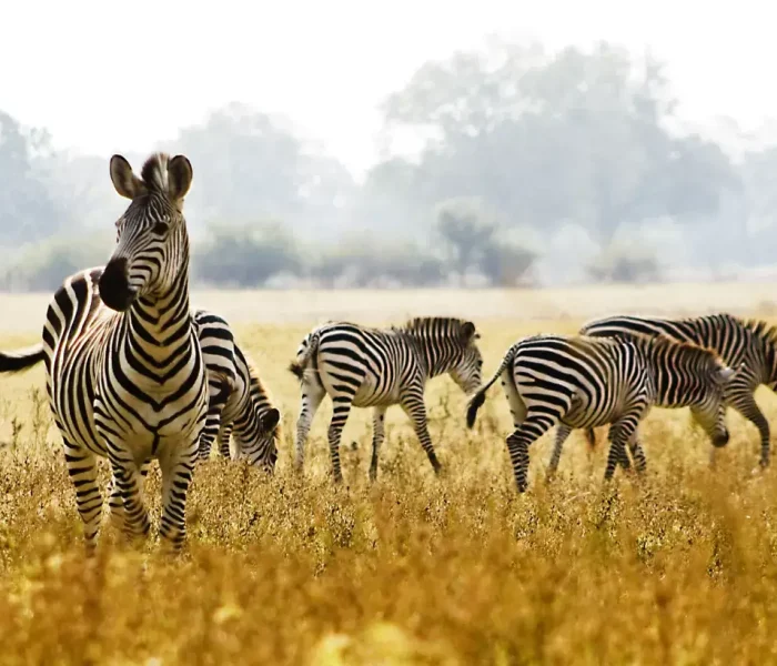 wildlife at Chobe National Park