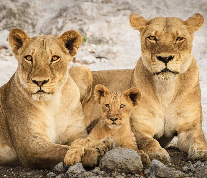 wildlife at Chobe National Park2