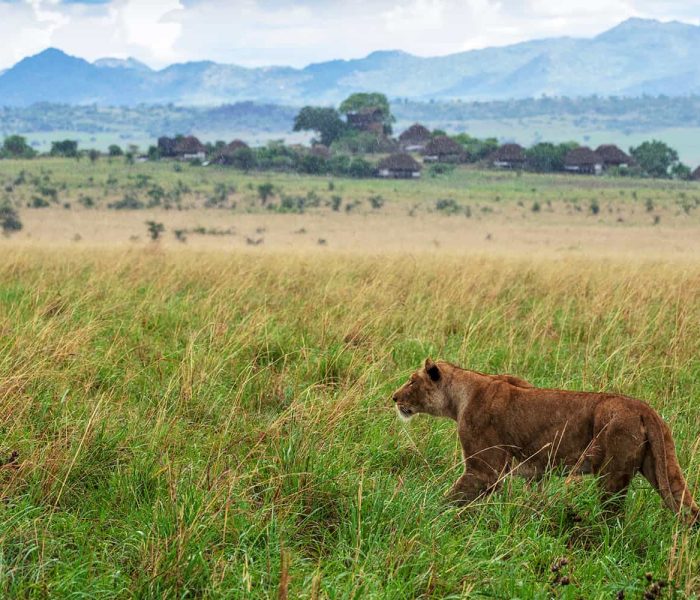wildlife at Kidepo Valley National Park