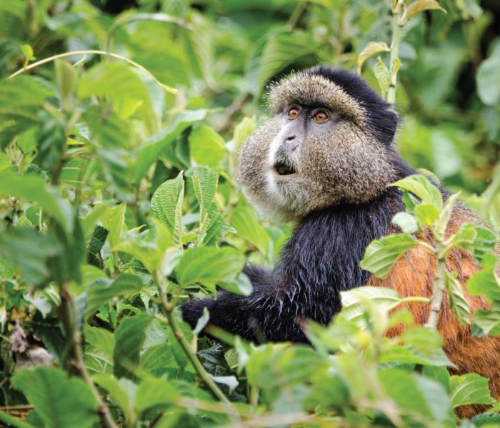 wildlife at Lake Kivu