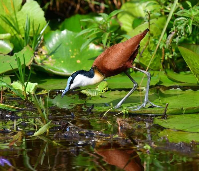 wildlife at Mabamba Swamps