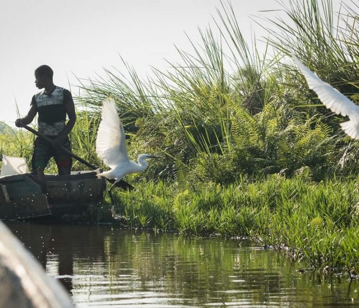 wildlife at Mabamba Swamps2 (1)