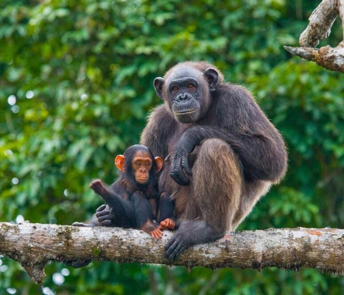 wildlife at Mahale National Park (1)