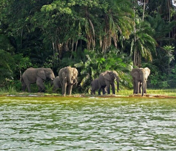 wildlife at Mahale National Park2 (1)