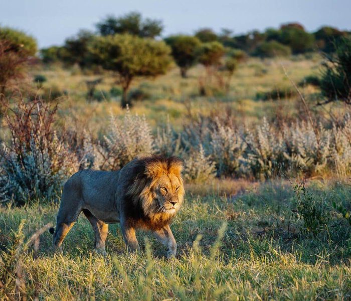 wildlife at Makgadikgadi Pans National Park (1)