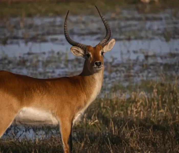 wildlife at Moremi Game Reserve2 (1)