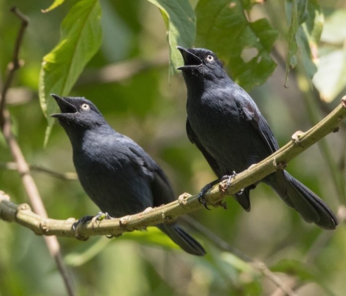 wildlife at Nyungwe Forest National Park3