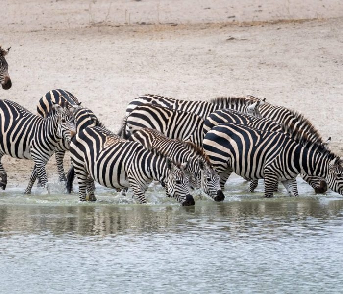 wildlife at Saadani National Park (1)