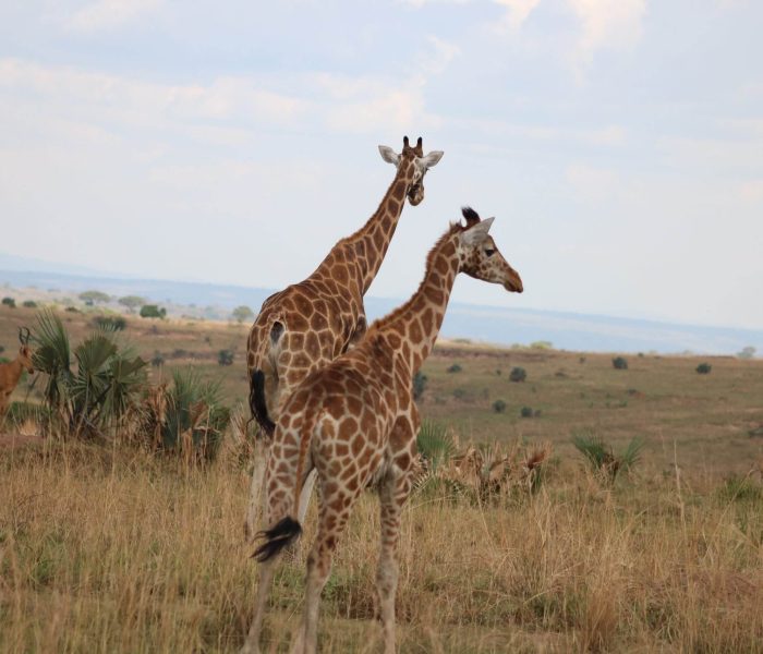 wildlife at Ziwa Rhino Sanctuary