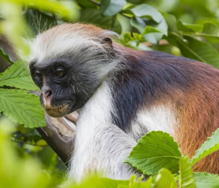 wildlife at udzungwa2