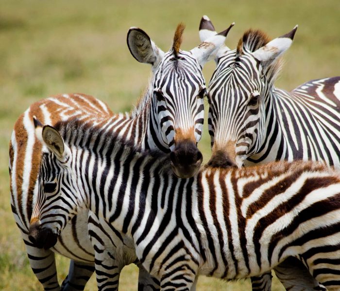 wildlife in tarangire national park