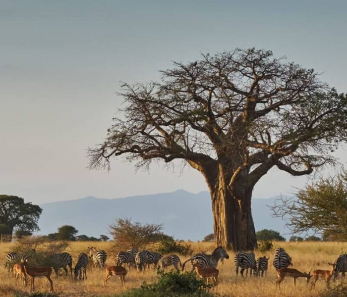 wildlife in tarangire national park2