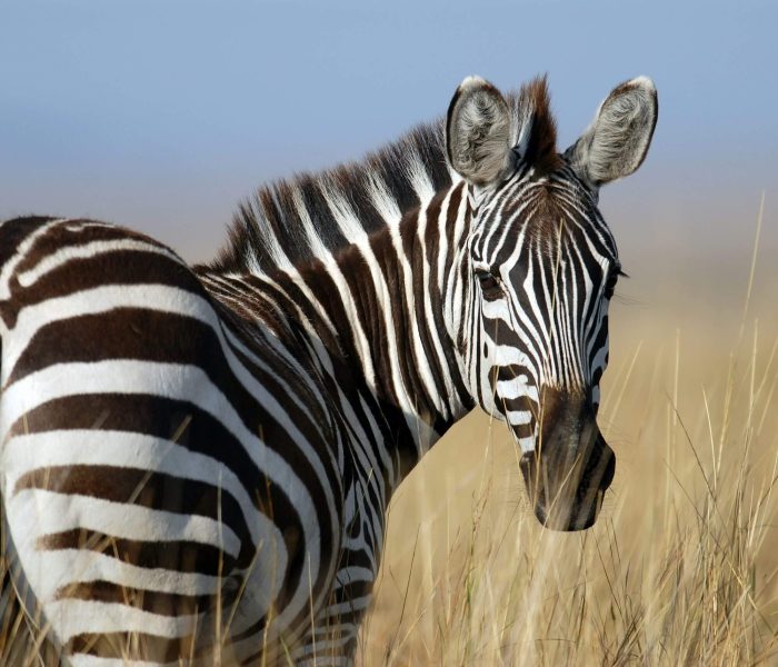 zebrra in Murchison Falls National Park